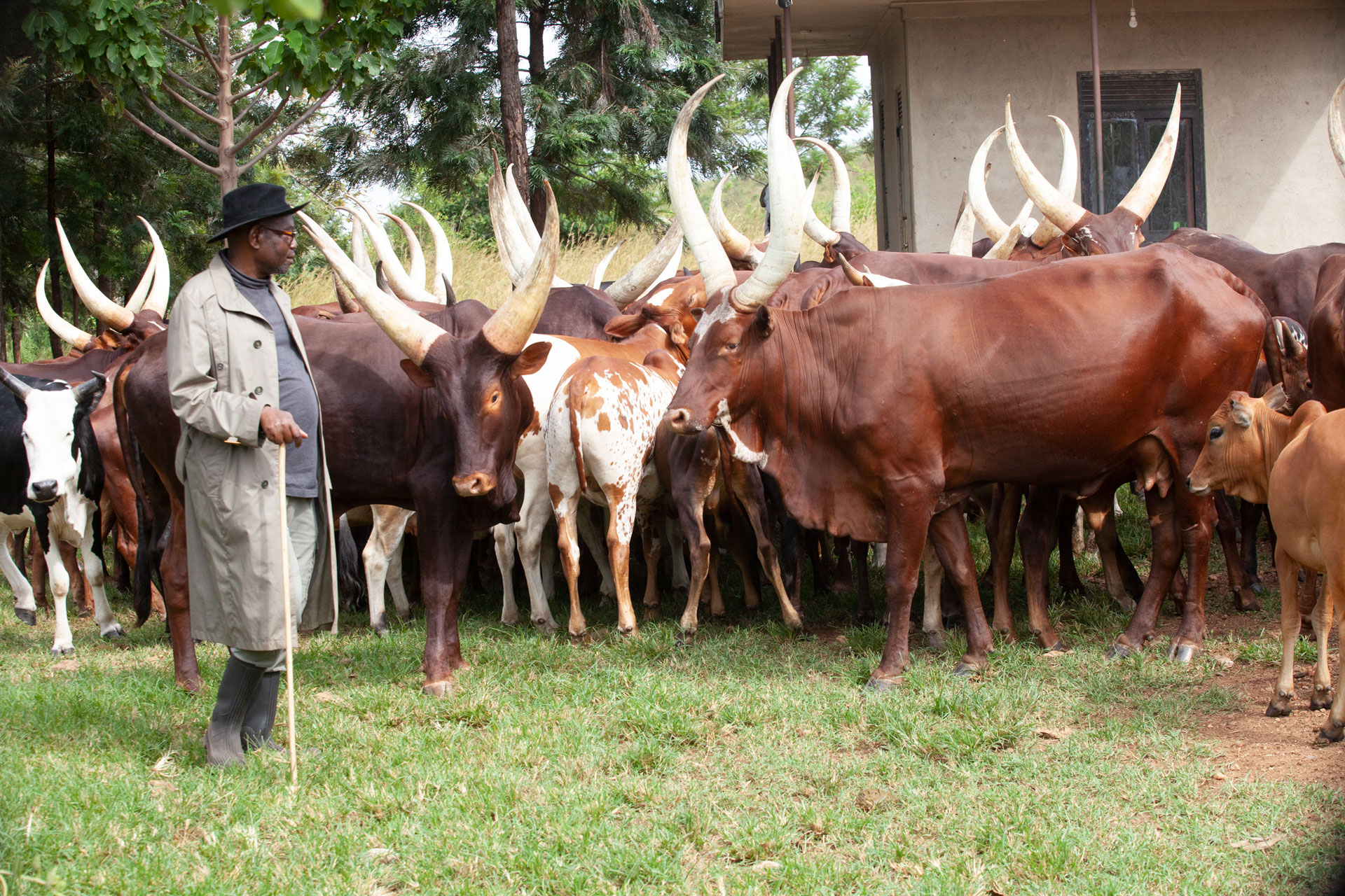 Ankole-Watusi cattle breed